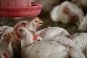 89th Bird Flu Victims in Indonesia