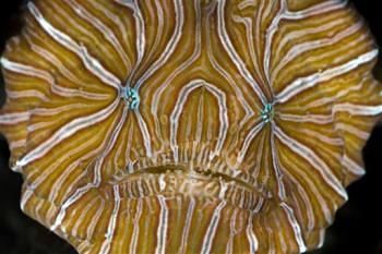 Indonesia’s Psychedelic Fish is a new Species